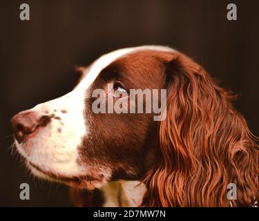 Englisch Springer Spaniel - Seitenprofil - Kopfschuss - Braun Jagdhund - Langohrhund - fokussierter Hund - Posed Dog - gehorsamer Hund - Hundeportrait Stockfoto