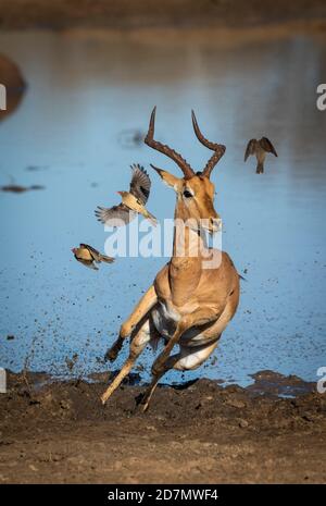 Vertikales Porträt eines männlichen Impalas, das aus schlammigem Boden läuft Wasserrand mit Ochsenpeckern, die in Kruger abfliegen Park in Südafrika Stockfoto