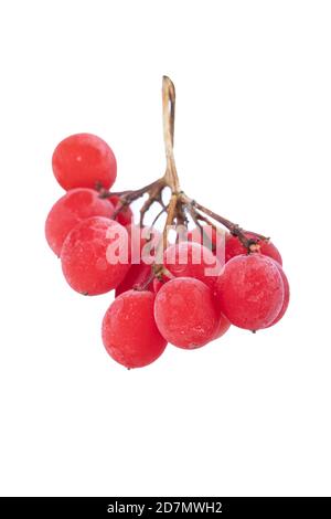 Rote Beeren von Viburnum oder Eberesche mit Reif isoliert bedeckt Auf weißem Hintergrund Stockfoto