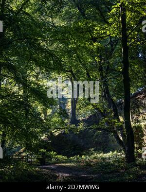 Englisch Woodland, Dufton Ghyll, Eden Valley, Cumbria Stockfoto