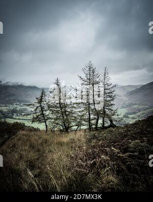 Lärchenbäume über Borrowdale, Lake District Stockfoto