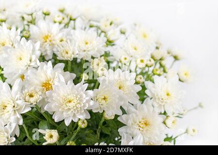 Chrysantheme multiflora Blüten und Knospen. Weißes herbstliches Bouquet. Stockfoto