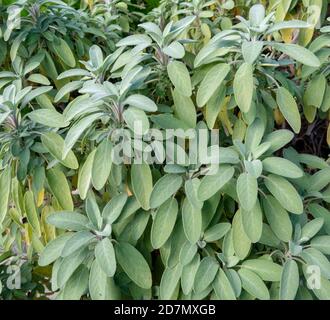 Salbei Pflanze gräuliche Blätter. Salvia officinalis. Stockfoto