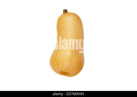 Butternut Kürbis oder Kürbis isoliert auf weiß. Cucurbita moschata. Stockfoto