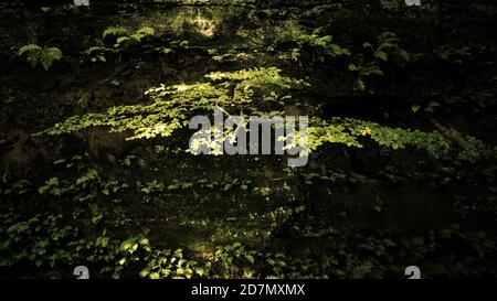 Junge Buche und Farne, Dufton Ghyll, Eden Valley, Cumbria Stockfoto