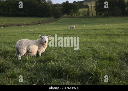 Schafe auf dem Feld in meine Augen schauen, Schottland. Stockfoto