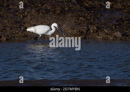 Britische Tierwelt: Kleiner Reiher (Egretta garzetta), der auf der Jagd nach Fischen auf dem Wattenmeer der Wash Mündung, Norfolk, England, einen Spritzer verursacht. Stockfoto