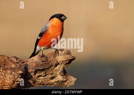 Eurasischer Bullfink sitzt auf dem Bough in Herbstnatur Stockfoto