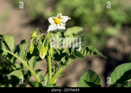 Kartoffelblüte auf der Pflanze zum Zeitpunkt der Blüte im Sommer. Stockfoto