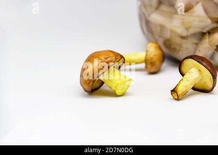 Eine kleine Butter Pilze isoliert auf weißem Hintergrund Stockfoto