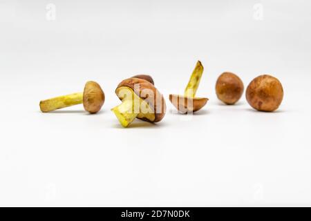 Eine kleine Butter Pilze isoliert auf weißem Hintergrund Stockfoto