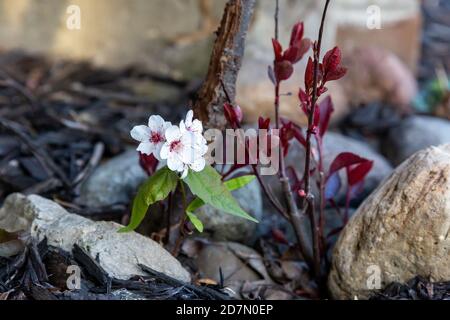 Ein blühender Zwerg Red-Leaf Sand Cherry Busch sprießt unter den Felsen in diesem Indiana Blumenbeet. Stockfoto