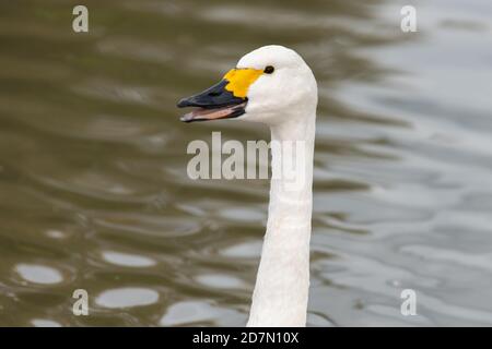 Kopfaufnahme eines Schwans der Bewicks (cygnus columbianus) Im Wasser Stockfoto