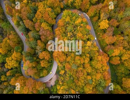 Wunderschöne Drohne von oben in einem bunten Wald mit vielen fahrenden Autos in der Herbstsaison, Top-Schuss direkt von oben mit einer doppelten Kurve Stockfoto