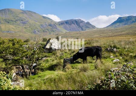 Freilandhaltung Welsh Black Bull grast in Snowdonia National Park Landschaft unterhalb Moelwyns. Croesor, Gwynedd, Nordwales, Großbritannien Stockfoto