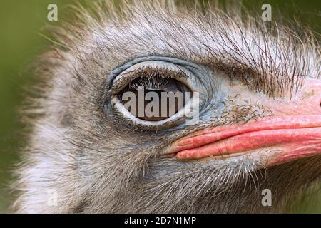Detail des Straußenkopfes (Struthio camelus) Stockfoto