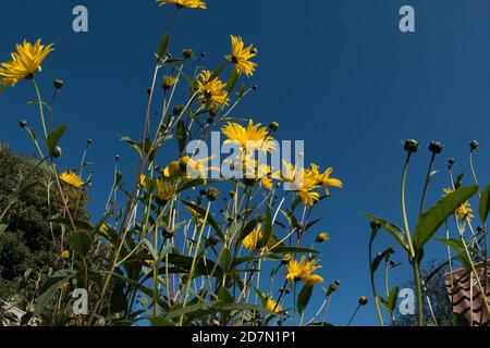 Helianthus Gullick’s Variety Stockfoto