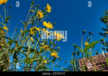 Helianthus Gullick’s Variety Stockfoto