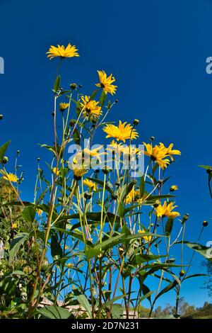 Helianthus Gullick’s Variety Stockfoto