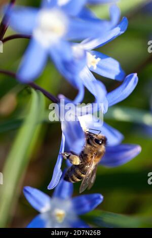 Honigbiene auf Blume Scilla Frühling Stockfoto