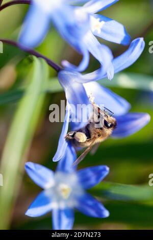 Europäische Honigbiene in Blüte APIs mellifera Stockfoto