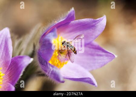 Eine Insektenfliege bestäubt eine Blume Pulsatilla vulgaris Stockfoto