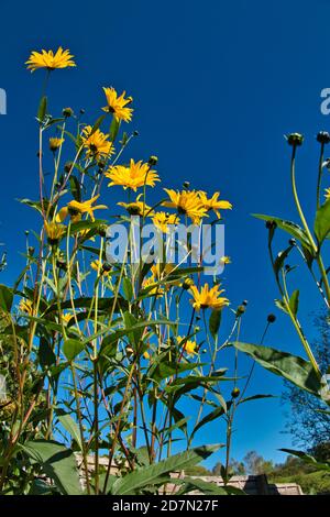 Helianthus Gullick’s Variety Stockfoto