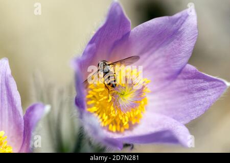 Hoverfly Pasque Blume Frühling Pollen Hoverfly Blume Insekten Hoverfly auf Blume Pulsatilla vulgaris Frühjahrsblüte Pasque Blume April Blume Stockfoto