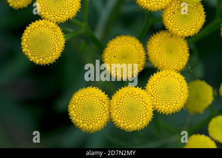 Rainfarn (Tanacetum Vulgare) Stockfoto