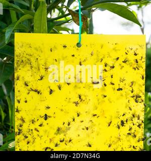 Gelbes klebriges Fliegenpapier mit Käfer, die als nicht chemischer Gartenschutz eingeklemmt werden. Stockfoto