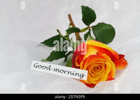 Good Morning Karte mit oranger Rose mit Glitzer auf weiß Textil Stockfoto