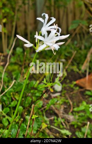 Weiße nerine Blume Stockfoto