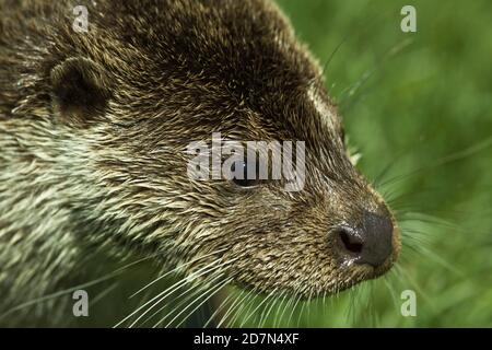 Captive European Otter (Lutra lutra) British Wildlife Centre Surrey. 03.06.2010. Stockfoto