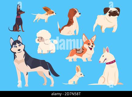 Cartoon Hunde Rassen. Corgi und Husky, Pudel und Beagle, Mops und chihuahua, Bullterrier. Comic Haustier Tiere Vektor Zeichen isoliert. Illustration von Terrier Hund, Pudel und chihuahua Stock Vektor