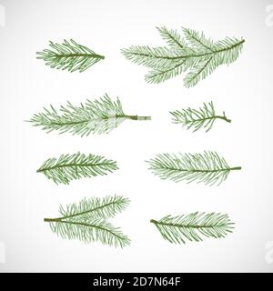 Hand gezeichnet Vektor Winter Evergreen Fichte oder Kiefer Baum Zweige Set. Bunte Tannennadel Zweige Skizzen Sammlung. Stock Vektor