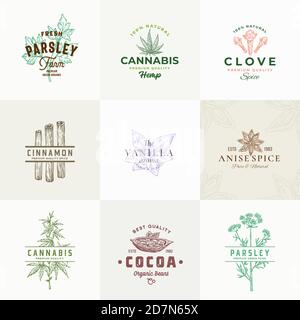 Hochwertige Kräuter und Gewürze Vektor Zeichen oder Logo Vorlagen Sammlung. Handgezeichnete Skizzen zu Petersilie, Cannabis, Zimt, Vanille und Kakaobohnen Stock Vektor