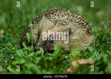 Captive European Hedgehog (Erinaceus europaeus) British Wildlife Centre Surrey. 09.05.2011. Stockfoto