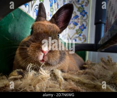 Ein Nahaufnahme Porträt von meinem Haustier Kaninchen in der Nest hat sie aus unserem Teppich Stockfoto