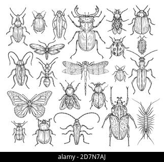 Insekten von Hand gezeichnet. Schmetterling, Käfer und Fliege, Ameise. Libelle, Marienkäfer und Biene, Läuse und Kakerlake. Vektorset für Retro-Skizzengravur. Illustration von Insektenbiene und Libelle, Schmetterling und Ameise Stock Vektor