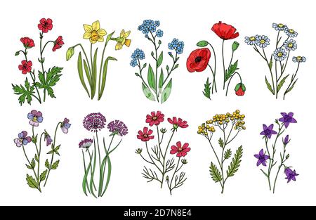 Wilde Blumen. Wiesenpflanzen Monkshood Distel Mohn. Wildblumen Vektor botanische Sammlung auf weißem Hintergrund isoliert. Illustration der botanischen Blume, Wildfrühlingspflanze Stock Vektor