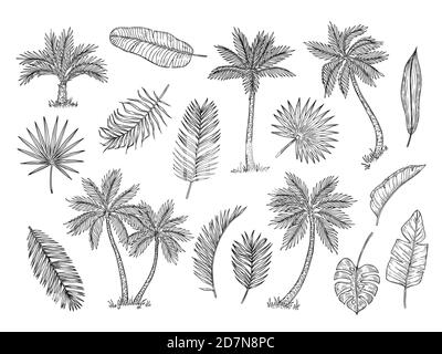 Skizzieren Sie die Palme. Tropische regen Wald Bäume und exotische Palmen Blätter vintage Hand Zeichnung Vektor isoliert gesetzt. Laub Blatt exotische, organische Palme, Botanik tropische Illustration Stock Vektor