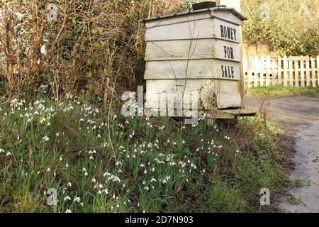 Honig zum Verkauf am Straßenrand mit Schneeglöckchen im Winter in Shakespeare's Country, Stratford upon Avon, Warwickshire, Großbritannien. Stockfoto