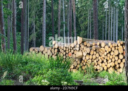 Holzstapel nach Entwaldung Stockfoto