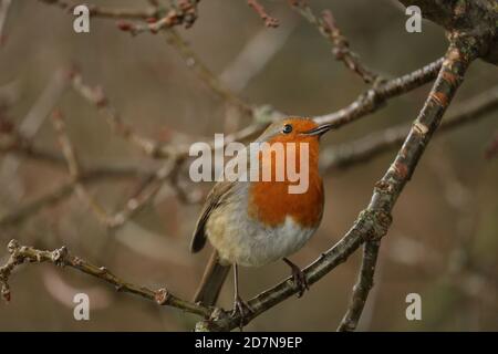 Europäischer Robin (Erithacus rubecula) auf einem Baumzweig Stockfoto