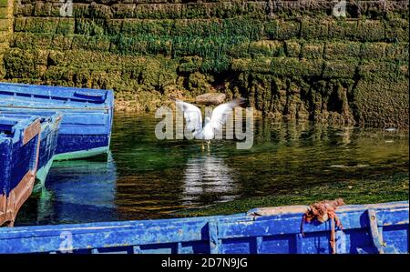 Steigende Möwe im Hafen, zwischen blauen Fischerbooten im Hintergrund einer mit Algen bedeckten Steinmauer.Essaouira, Marokko.Nordafrika Stockfoto