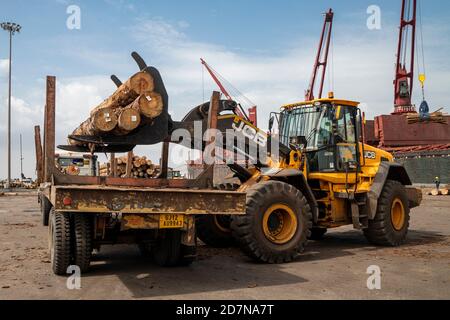 Kandla,20. August, 2019: Verladung von importierten Holzstämmen auf Anhänger LKW durch JCB Radlader bei Deendayal Port Trust, Kandla .Kutch, Gujarat, Indien, Stockfoto