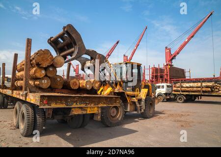 Kandla,20 August, 2019: Verladung von importierten Holzstämmen auf Anhänger LKW durch JCB Radlader bei Deendayal Port Trust, Kandla, Kutch, Gujarat, Indien Stockfoto