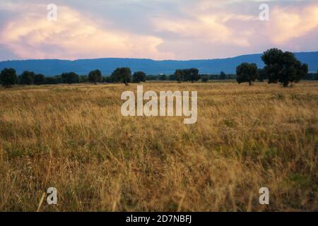 Apulische Landschaft in der Ebene der jahrhundertealten Olivenbäume von Fasano Stockfoto