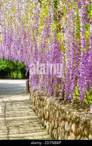 Schöner hängender lila Blumentunnel im Cherntawan International Meditation Centre in Chiang Rai, Thailand Stockfoto