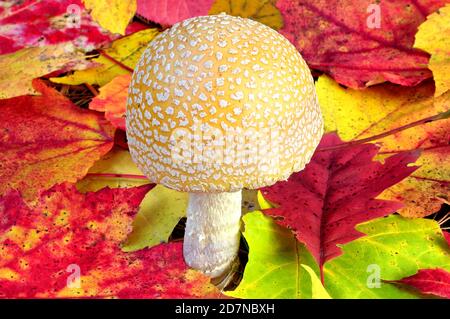 Nahaufnahme von gelben und weiß-gepunkteten American Fly Agaric Pilz (Amanita muscaria) wächst zwischen bunten Herbstblättern. Stockfoto